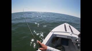 16lb Tripletail caught in Mobile Bay [upl. by Velma]