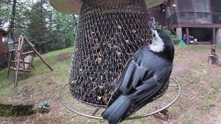 Northern Wisconsin Birds [upl. by Deloria735]