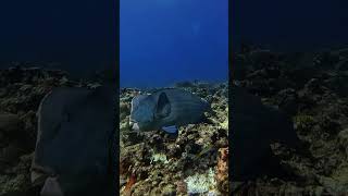 Green Humphead Parrotfish fypシ゚viral freediveph colorgrading shortsviral shorts [upl. by Auhsohey]