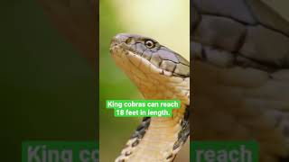 The King Cobra the World’s Longest Venomous Snake shorts [upl. by Grous]