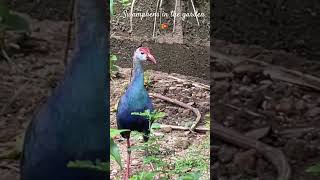 🇱🇰Swamphens in the garden birds nature bird swamphen [upl. by Anyel]