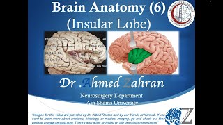 Brain Anatomy 6 Insular Lobe  Revision of Lateral Surface [upl. by Vivi]