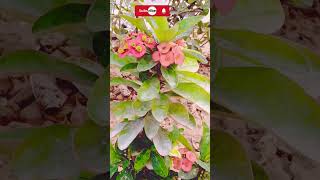 euphorbia milii plant careshorts ytviralshortyoutubeshortsViralChikahomegarden [upl. by Ot]