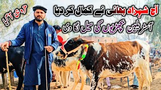 How To Start Profitable Heifers Farming in Pakistan • Heifers For Sale In Pakistan [upl. by Gnet857]