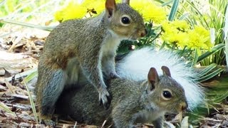 White Tail Drunk Squirrel Play Mating FYV [upl. by Ydnat518]