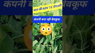 मटर की ADV12 वेरायटी 💥 shorts shots  मटर की खेती [upl. by Stelmach]