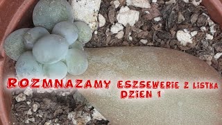 Rozmnażanie eszewerii z liścia dzień 1 Rozmnażanie sukulentówVlog ABC początkującego kaktusiarza [upl. by Jermayne685]