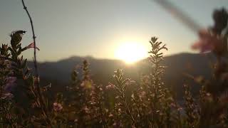 Beautiful Sunrise amp The Flowers  NO COPYRIGHT VIDEO  NATURE [upl. by Lebezej]