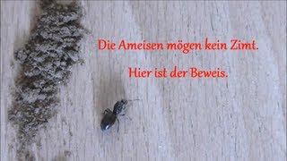 Ameisen mögen kein Zimt  Beweis [upl. by Anaujit227]