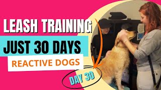 Leash Training in 30 Days is the BEST Solution for Reactive Dogs [upl. by Anelagna]