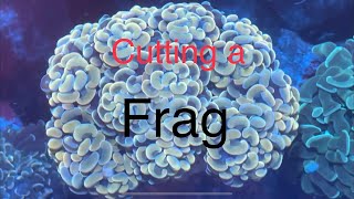 How to Frag Hammer Coral  Cutting  Fragging in My Saltwater Coral Reef Aquarium [upl. by Hahcim]