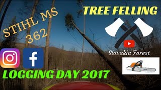 LOGGING DAYSPRUCES FELLINGCHainSAW STIHL MS 362ZETOR 6340 SKIDDINGPRÁCA V LESE 2017 [upl. by Maynord735]