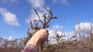 Espalier pear maintainance pruning [upl. by Houghton]