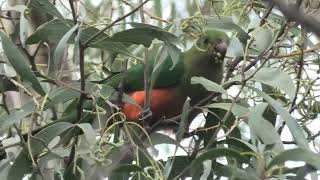 Australian King Parrot 19 [upl. by Rector]