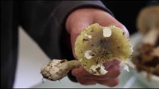 VIDÉO Poitiers  les conseils dune spécialiste pour une cueillette des champignons sans danger [upl. by Ahsienroc618]