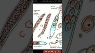 Life Cycle of Saprolegnia [upl. by Burk]