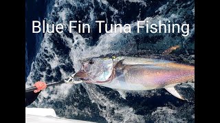 Bluefin Tuna Fishing  Plymouth UK [upl. by Loralyn]