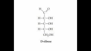 Number of Chiral centers and Stereoisomers Derieved from Dribose [upl. by Ardnaed834]