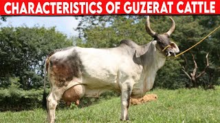 ⭕ Guzerat CHARACTERISTICS ✅ Cattle Guzerat [upl. by Heshum]