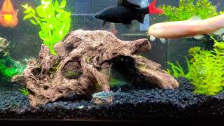 Pictus catfish addition to the tank [upl. by Wier343]