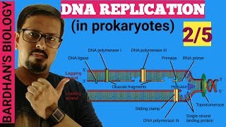 DNA REPLICATION in prokaryotes in HINDI 25 [upl. by Grosvenor]