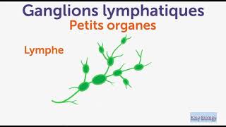 Les ganglions lymphatiques  Symptômes  Causes  Conseils [upl. by Hemetaf]