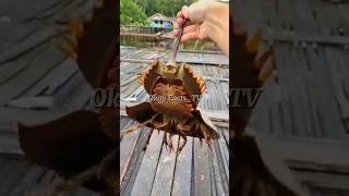 Dont catch this ancient blueblooded animal‼️shorts animals horseshoecrab [upl. by Sabelle]