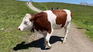 Rinder auf der Seiser Alm 2023  Wandern in Südtirol  Kühe auf der Alm  Puflatsch  Dolomiten [upl. by Marigold]