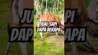 Semisal sapi dijual semua sapi [upl. by Ryann]