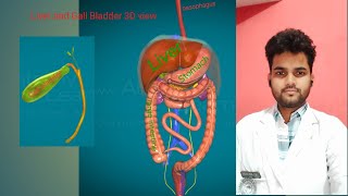 Importance of Liver  location  Gall Bladder  3D view [upl. by Kiersten647]