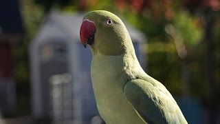 Fabio Talking Indian Ringneck Parakeet [upl. by Etteloc]