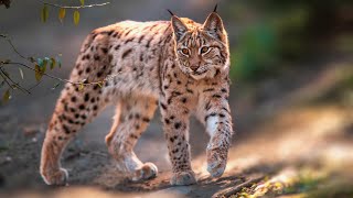 Eurasian Lynx Masters of Stealth and Camouflage  Wild Cats Facts [upl. by Willing345]