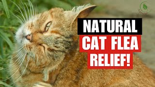 8 BEST Natural Remedies for Cat Fleas [upl. by Eneleahcim]