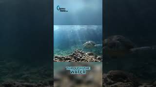 Snorkeling 3 Tables Beach Discover Oahus Underwater Paradise [upl. by Oilejor107]