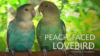 Lovebirds Sounds PeachFaced Lovebirds Green Opaline amp Sea Green During Midday to Afternoon [upl. by Enelym]