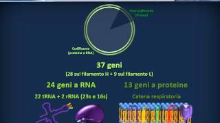 Biologia 21  Fisiologia del genoma umano [upl. by Afatsum127]