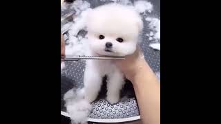 Bichon frise pup grooming video [upl. by Accisej]