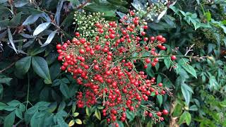 Sacred bamboo Nandina domestica  fruit  December 2017 [upl. by Aziaf]