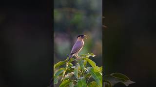 Brahminy starling 🕊️  Wildlife Photography 🔥  shorts nikond750 newsong trending [upl. by Vitale15]