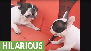 Hilarious French Bulldog barking compilation [upl. by Bernadina]