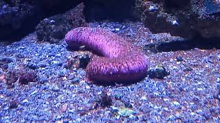 Pinkfish Sea Cucumber Holothuria edulis [upl. by Attenal]