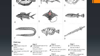 Dichotomous Keys USE [upl. by Johna]