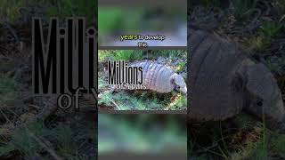 The Fascinating World of Armadillos  Uncovering the Secrets of Little Armored Ones [upl. by Ahrat388]