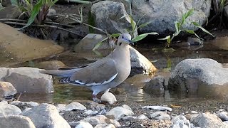 Whitewinged Dove in Costa Rica [upl. by Sturges]