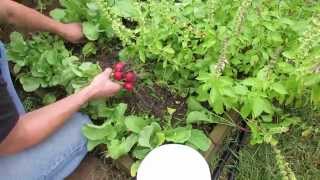 Harvesting Fall Radishes amp Planting Tips for a Cool Weather Vegetable  TRG 2014 [upl. by Aneeram]