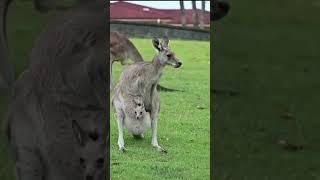 Why Kangaroos JUMP too long क्या हैं mystry🤯🤫 shorts youtubeshorts viralvideo shorts [upl. by Inge399]