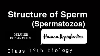 Structure of Human Spermatocytesspermatozoa  Human Reproduction humanreproductivesystem [upl. by Garrot]