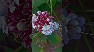 Clerodendrum Chinense  Hazari Mogra Plant 😍🌸flower nature love yt ytshortsindia likeforlikes [upl. by Kasey]