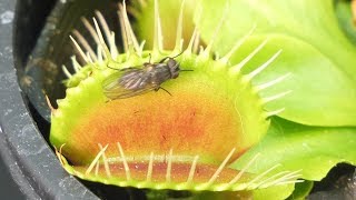 【4K】Venus Flytrap vs Fly ハエトリグサがハエを食べる瞬間【食虫植物TV】 [upl. by Noellyn]