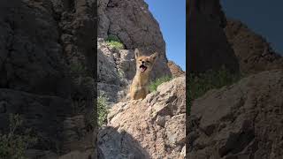 Zorrito en el Cerro Guanaco mountains mountaineering [upl. by Eikcaj]